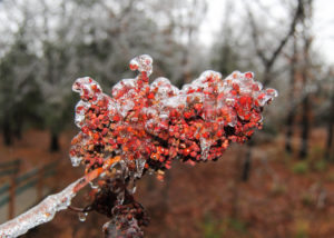 ice-covered sumac berries
