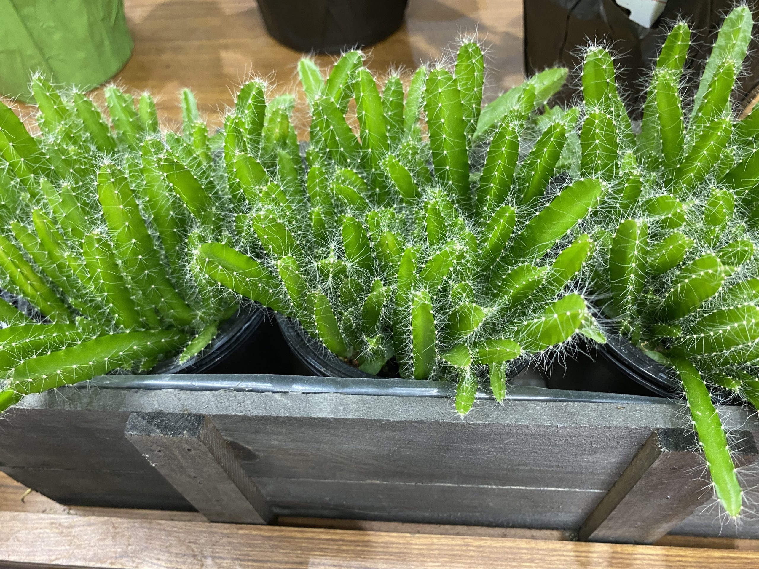 Dragon Fruit Cacti Hylocereus