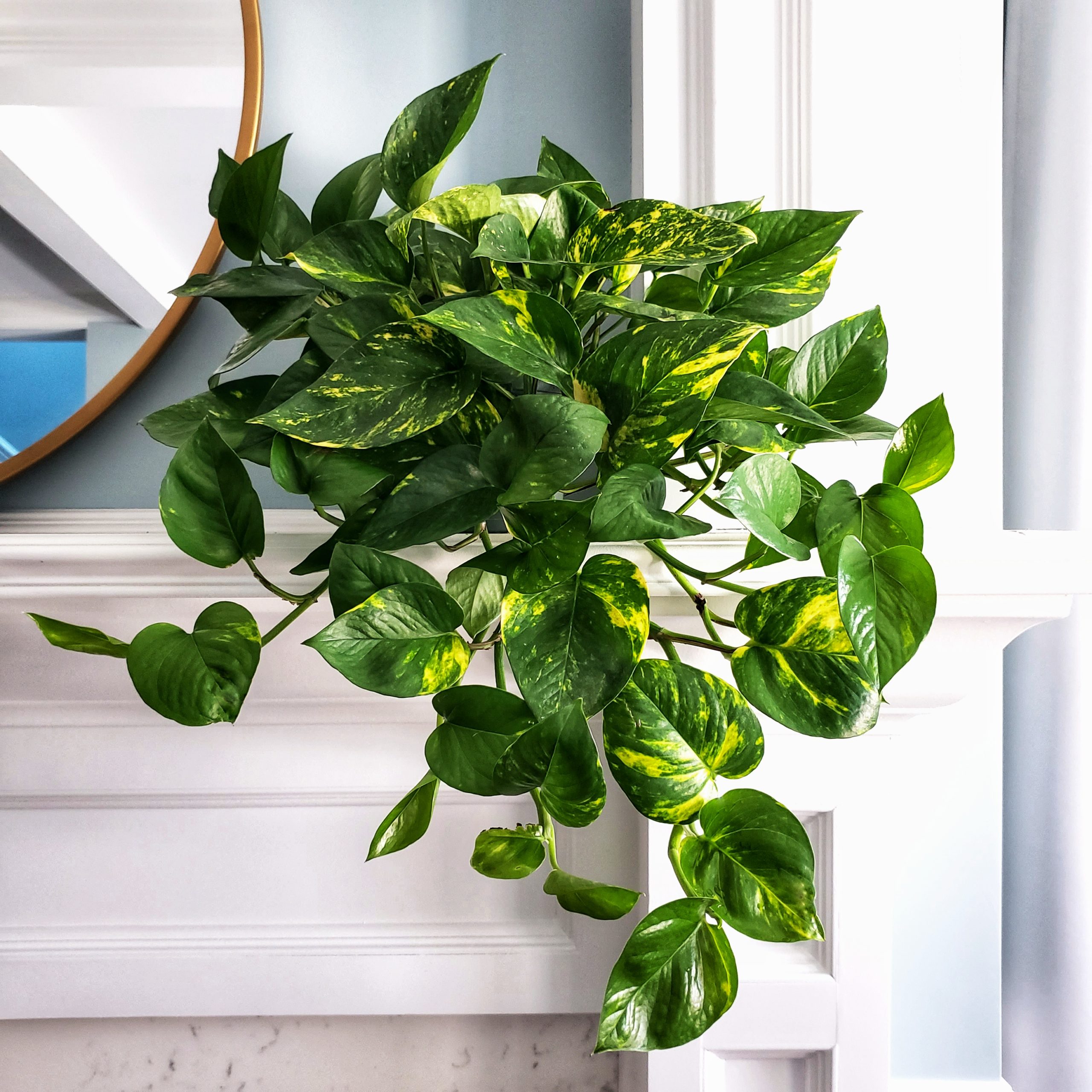 Perfecting Your Pothos - Planters Place