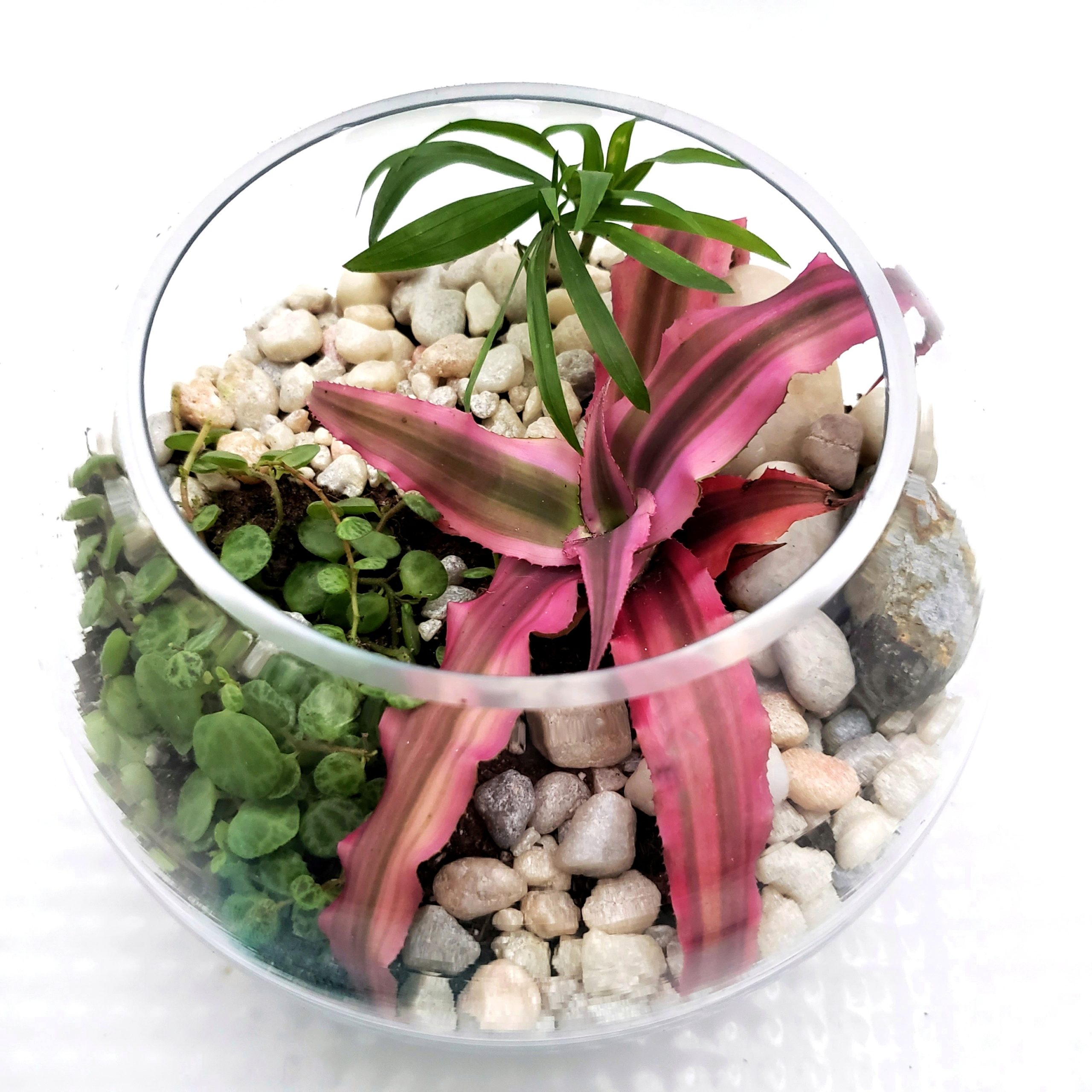 Easy DIY Terrariums with Gathered Sea Shells, Pebbles, Sea Glass