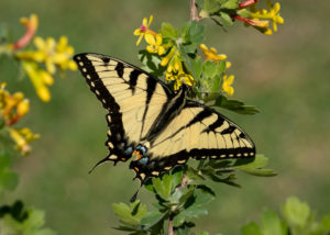 An eastern tiger swallowtail butterfly nectars clove currant flowers