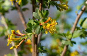 Clove currant flowers