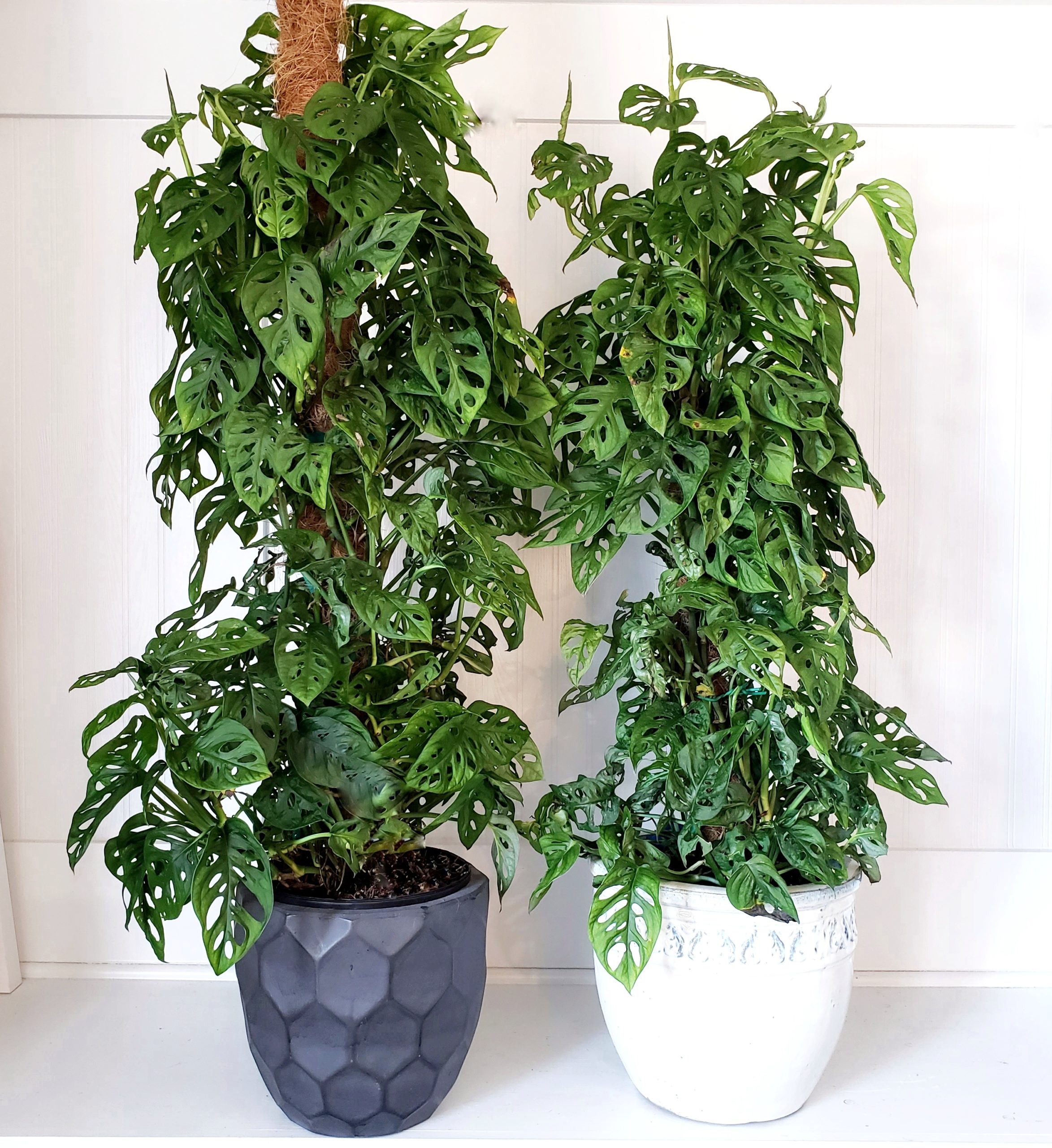 Train Your Vining Plant To Climb - Planters Place