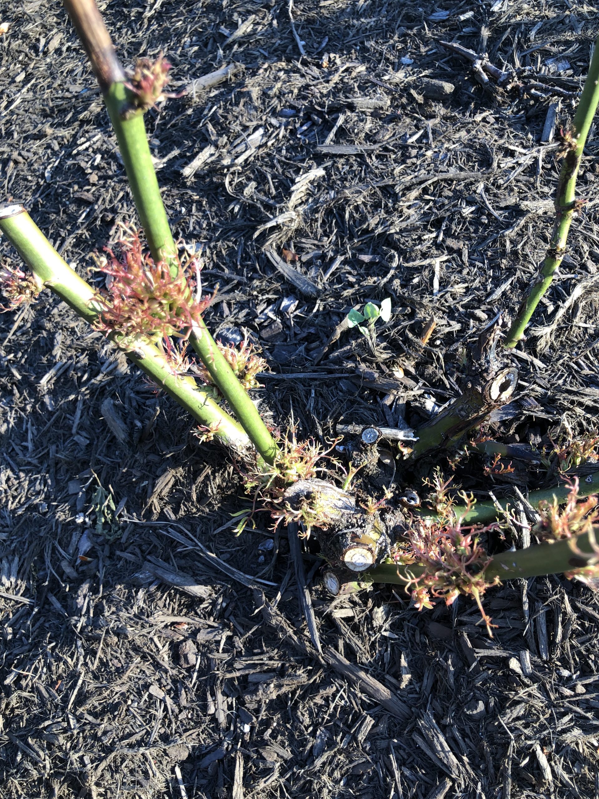 Rose Disease Planters Place