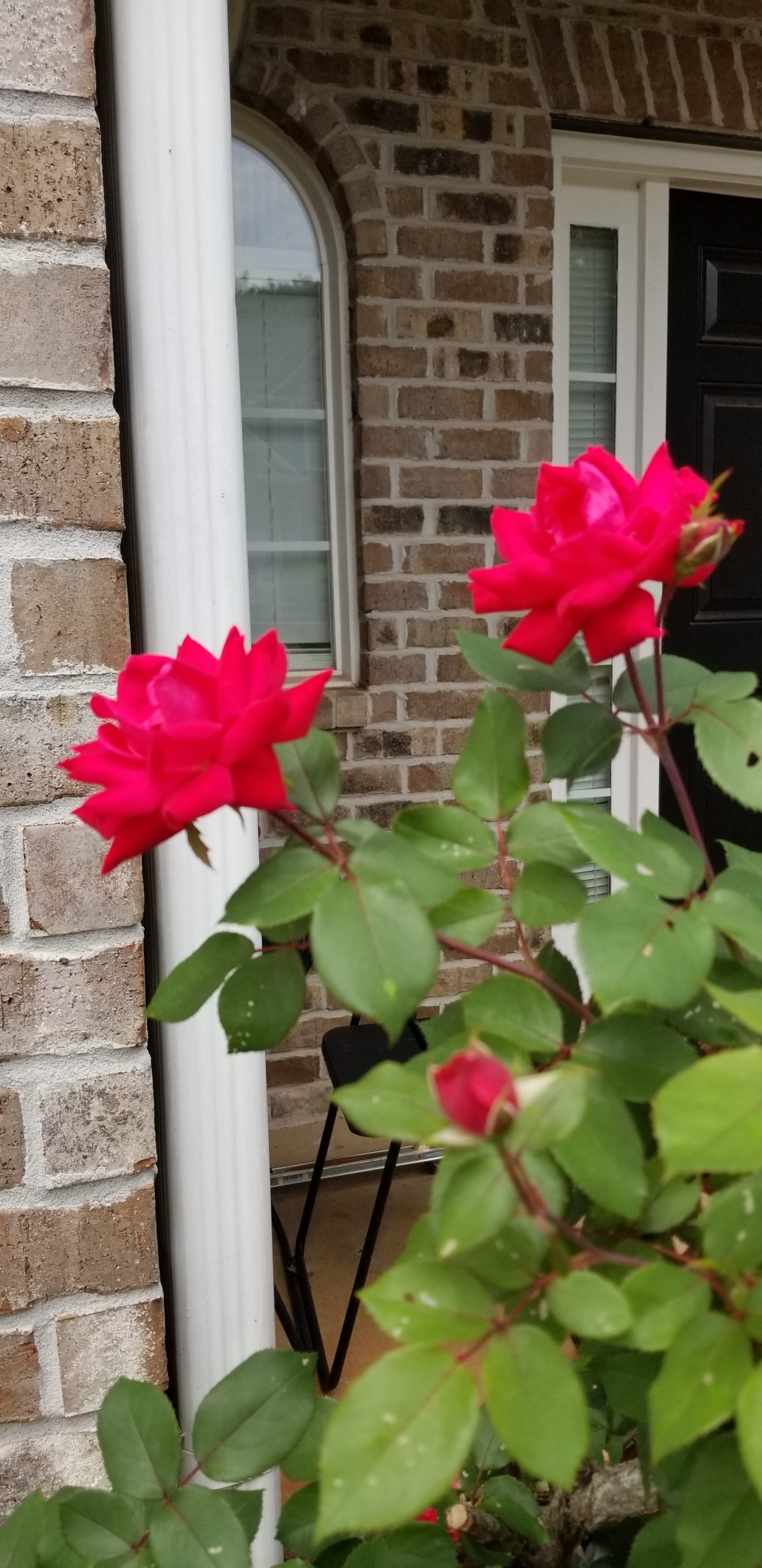 Romance of Roses Planters Place