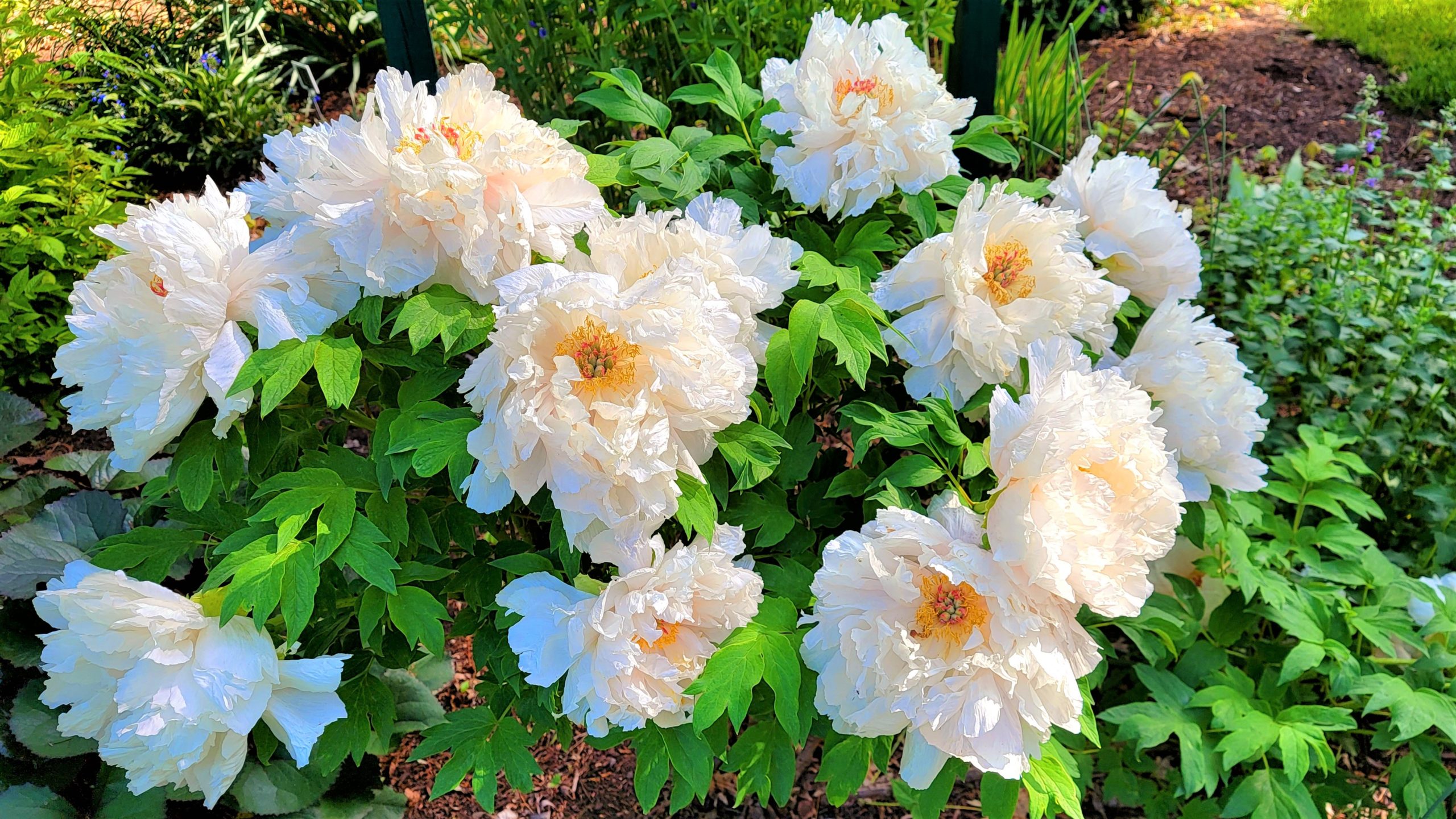 Tree peony explodes in bloom - Planters Place