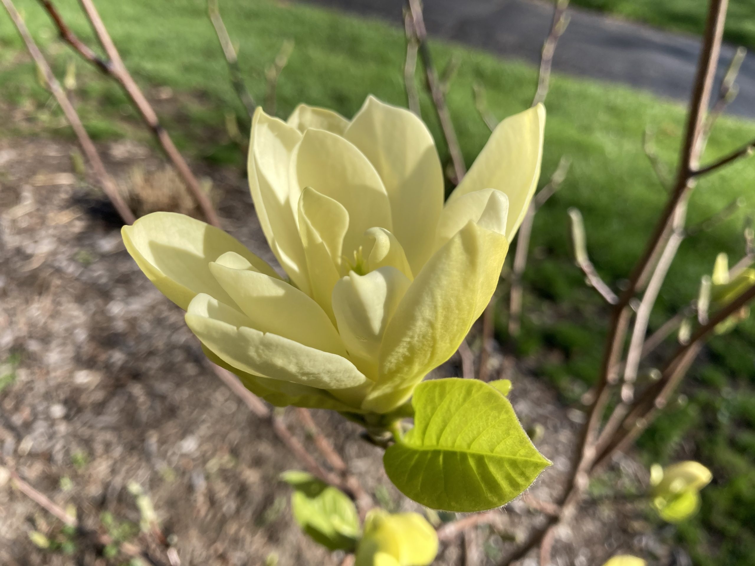 Butterfly Magnolia Planters Place