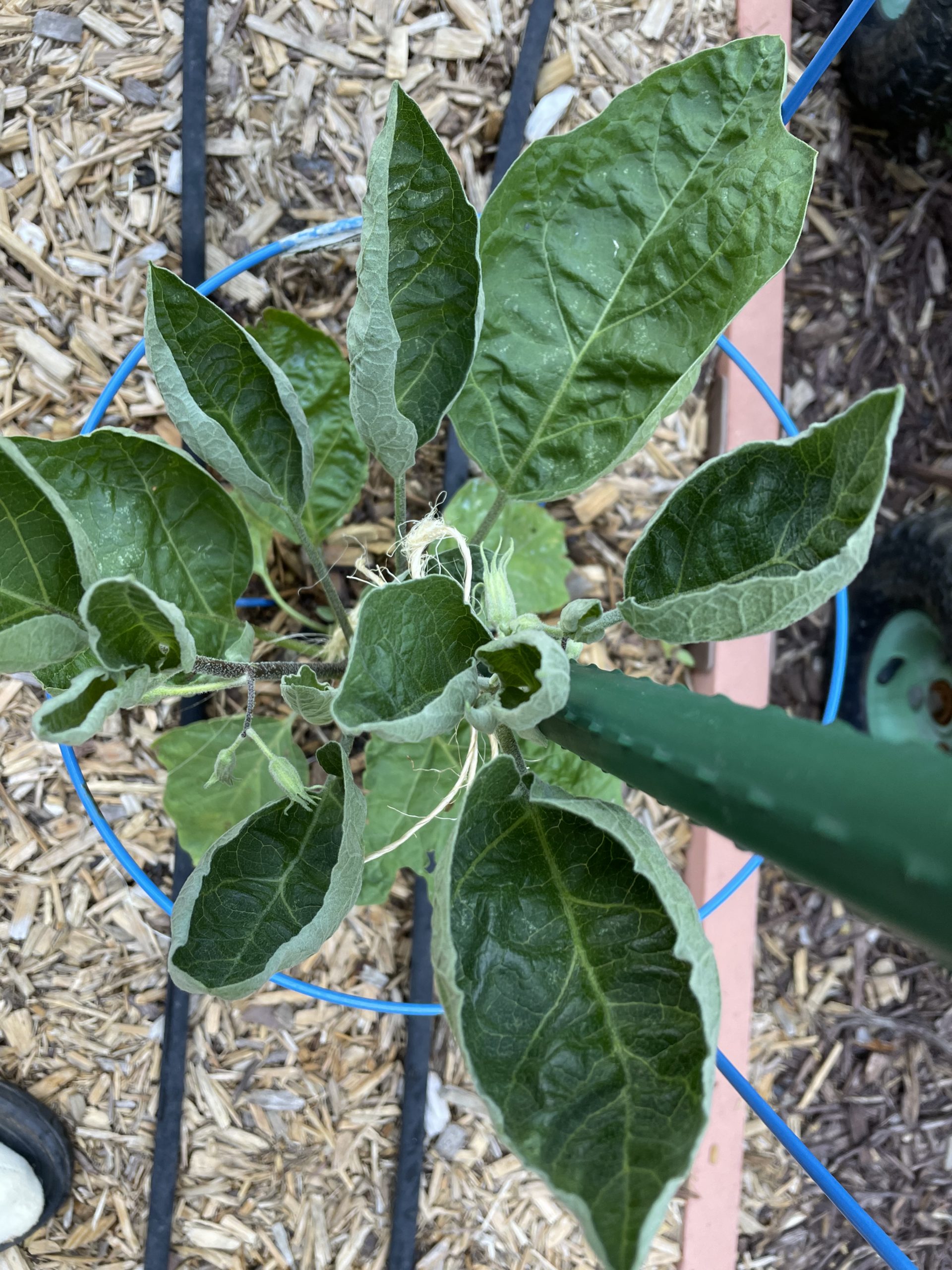 Why are my eggplant leaves curling? - Planters Place