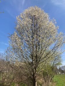 What's so bad about the Bradford pear?
