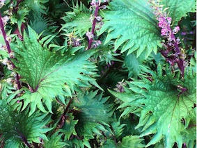 green fringe-edged leaves and purple flower stalk of bicolored shiso