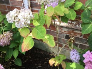 hydrangeas turning brown