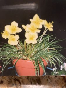 plant