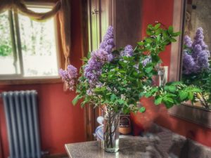 lilac