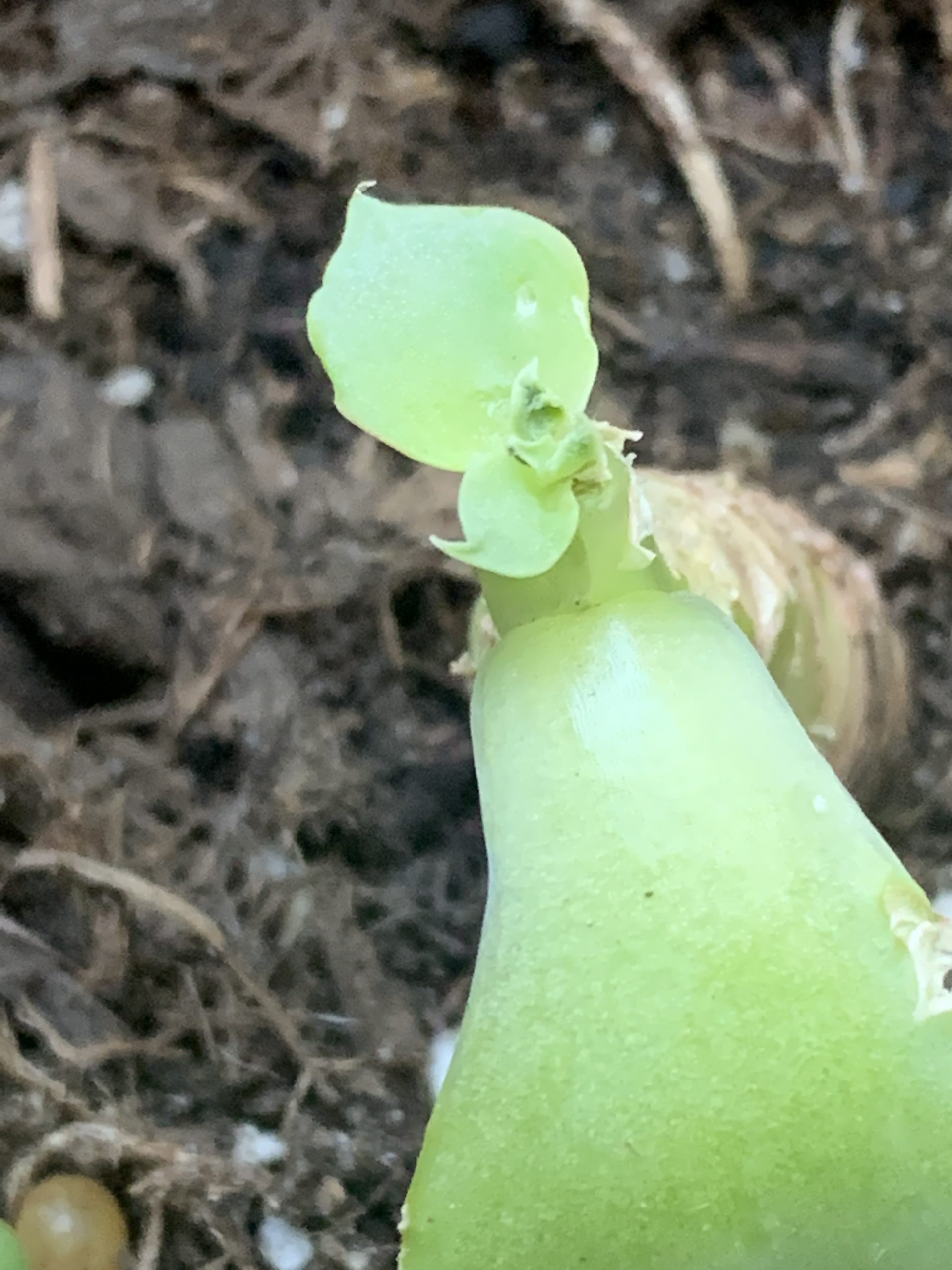 Can my Succulent be Saved? Planters Place