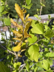 yellowing leaves on rose of Sharon