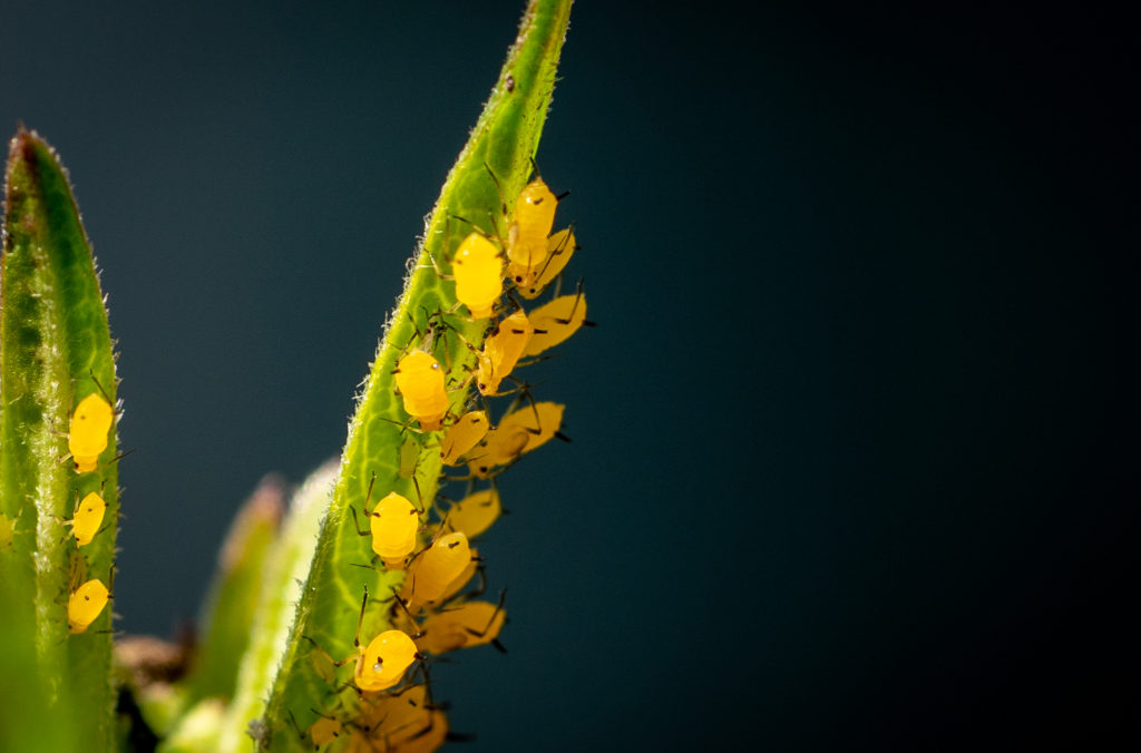 oleander aphids