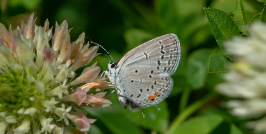 Eastern tailed-blue butterfly