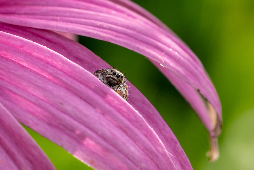 Jumping spider on coneflower petal
