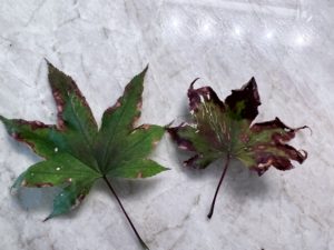 Japanese maple