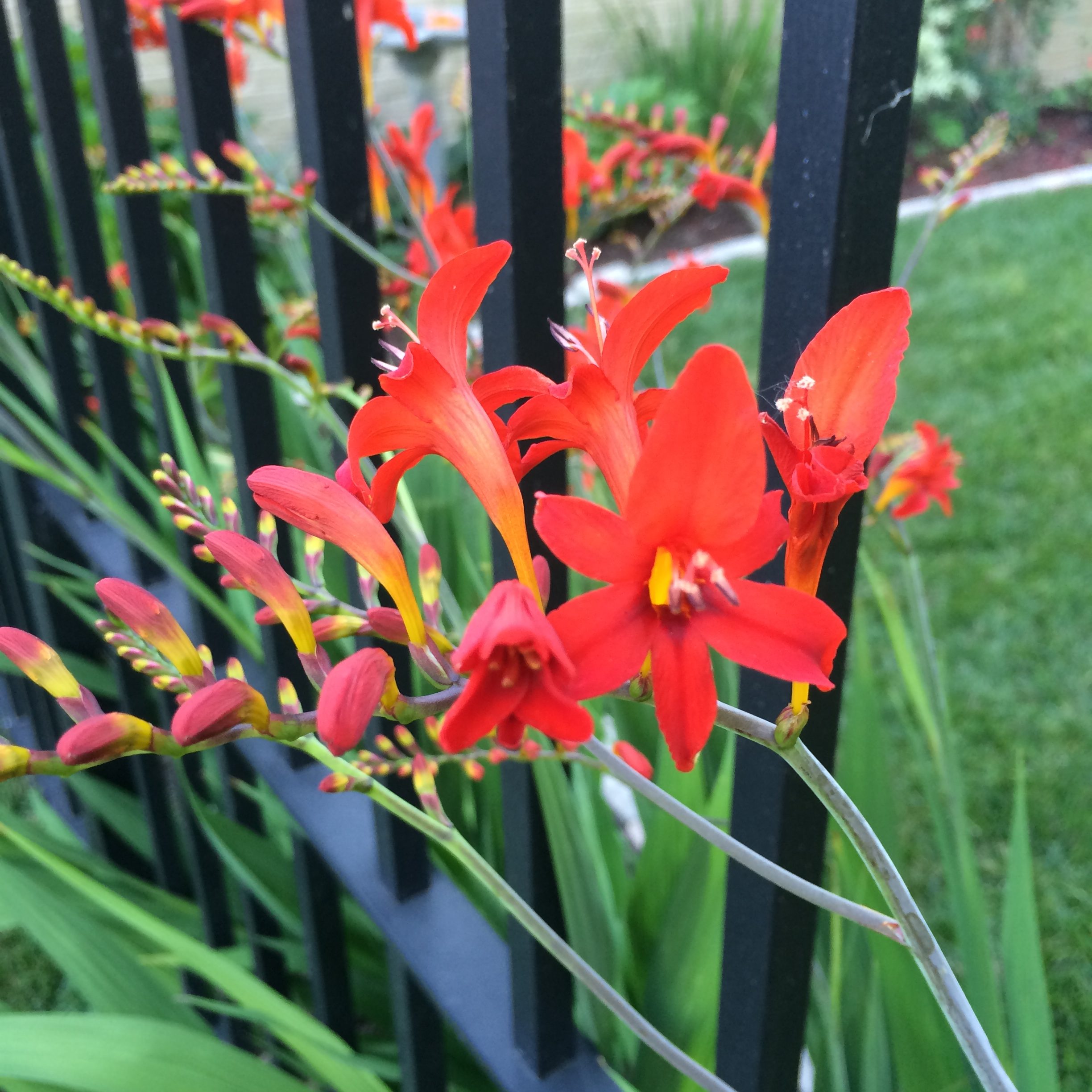 Crocosmia - Planters Place