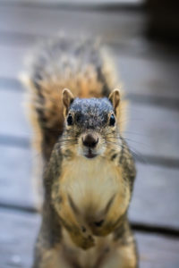 squirrels