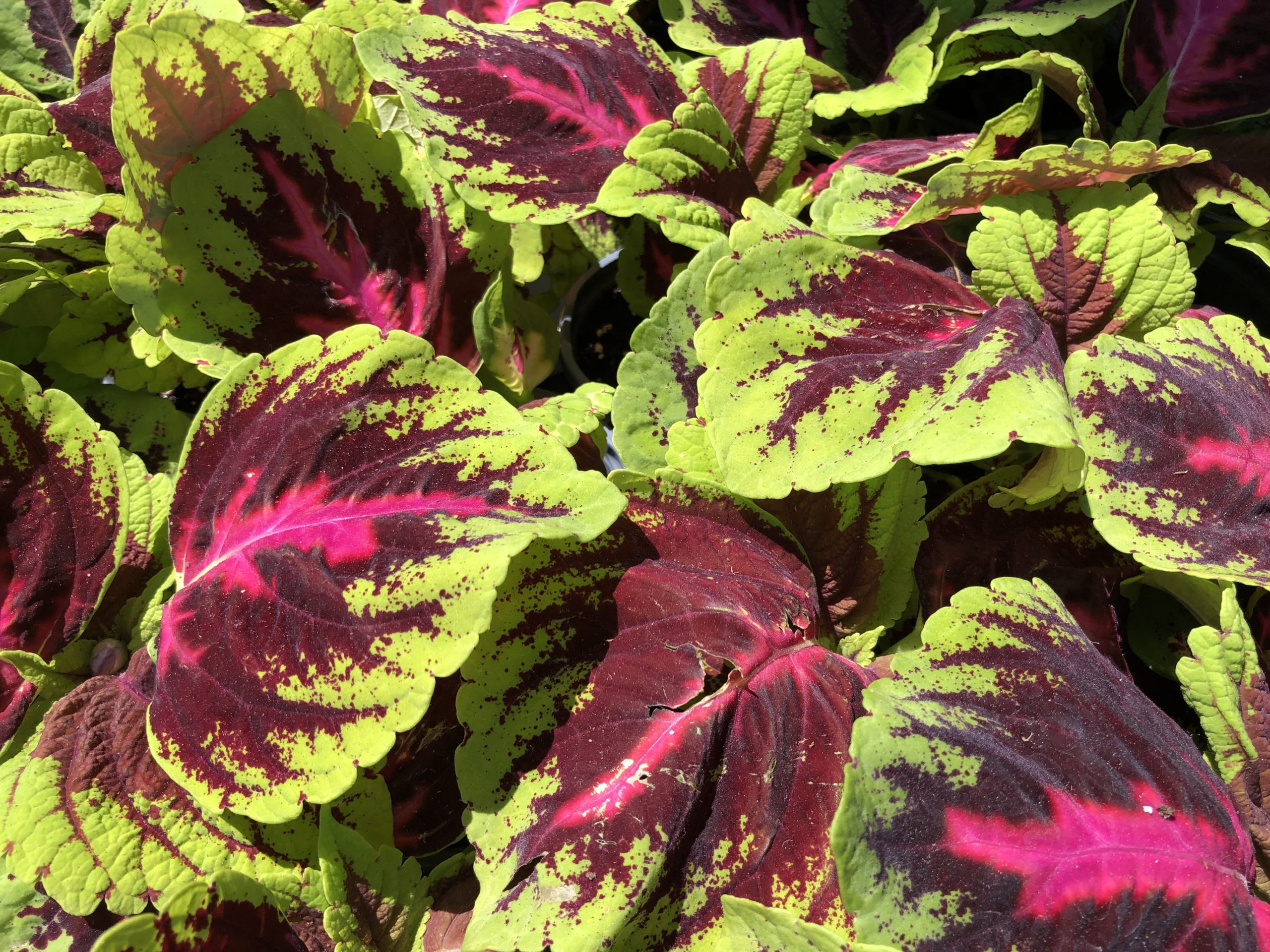 Annuals for Shade - Planters Place