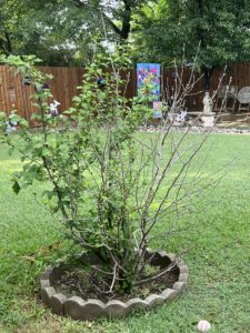 rose of Sharon