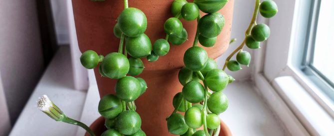 String Of Pearls