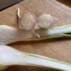 shallots versus garlic