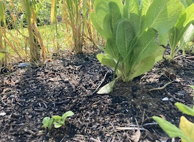 Bok choi seedlings replanted where a romaine lettuce had been harvested.