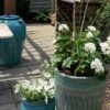 Geraniums in a large, teal pot on a patio.