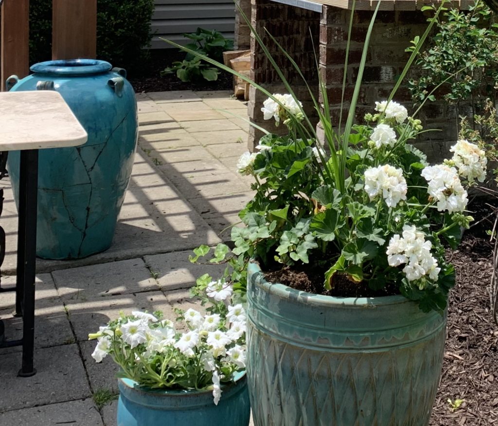 Geraniums in a large, teal pot on a patio.