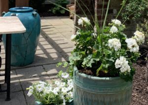 Geraniums in a large, teal pot on a patio.