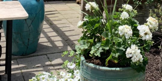 Geraniums in a large, teal pot on a patio.