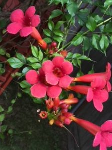 trumpet vine