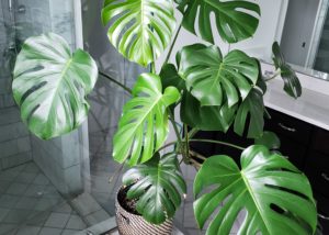 How To Cultivate A Beautiful Monstera