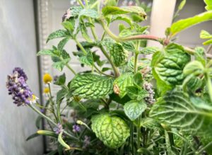 Hydroponic garden herbs with damage from bugs