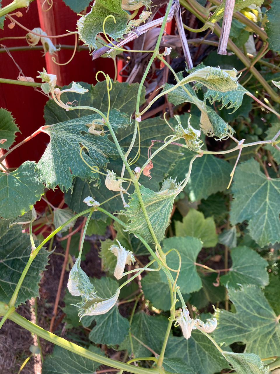 Watch for These Grape Problems in Your Home Garden Planters Place