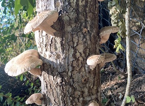 shiitake mushrooms emerging from an inoculated log