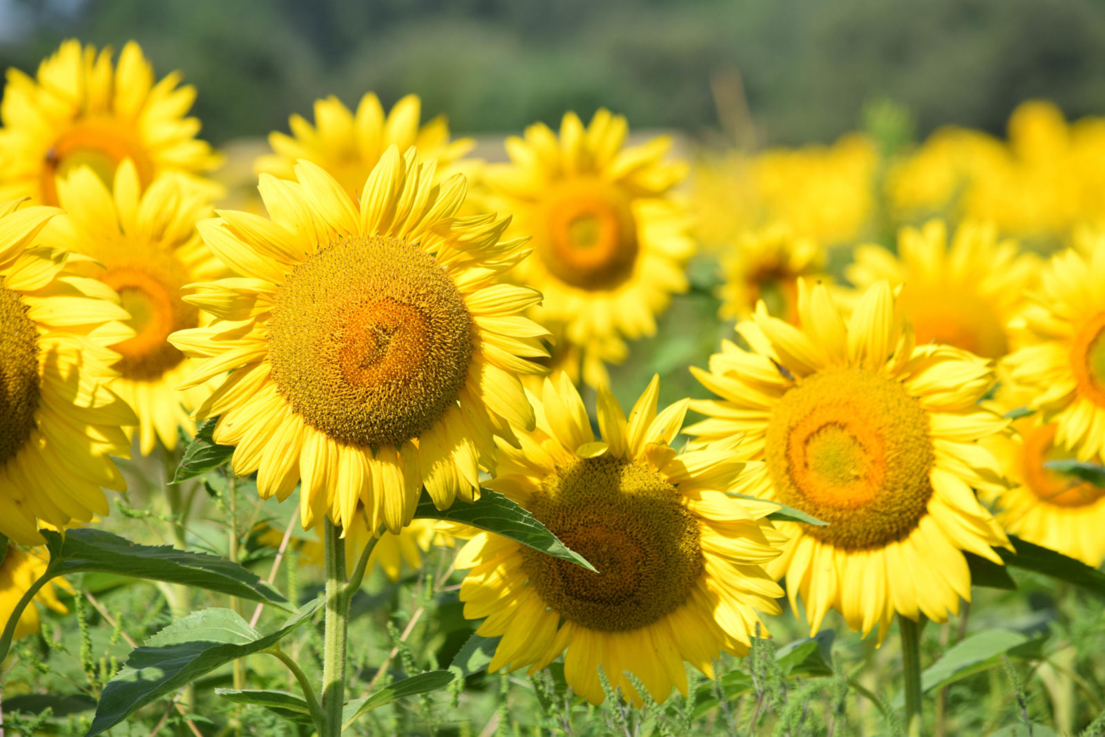 sunny sunflowers - Planters Place