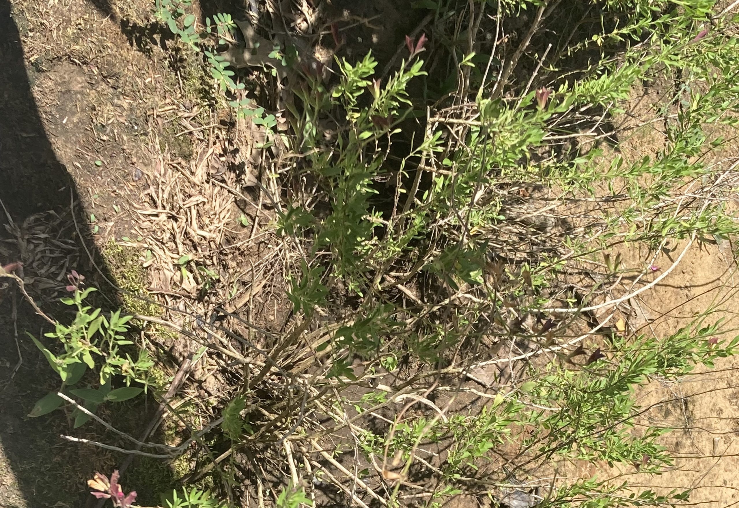 What Is The Name Of This Plant Planters Place