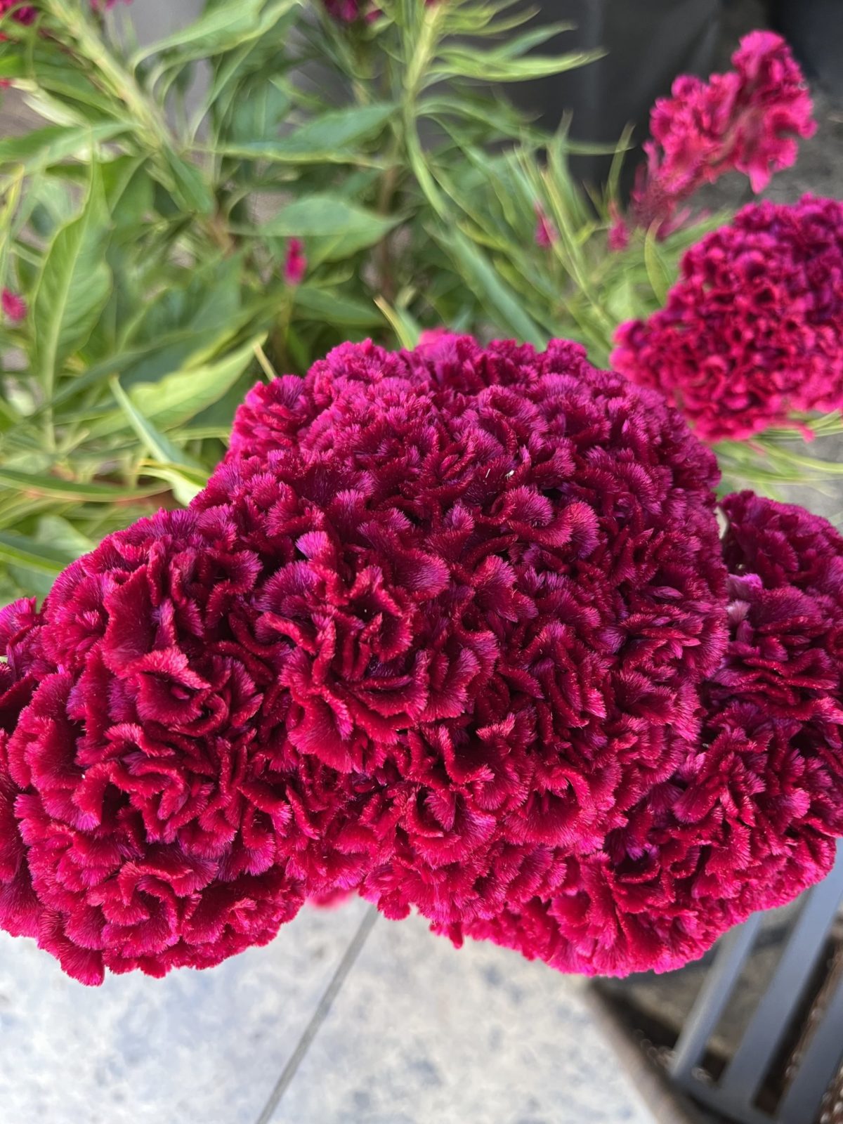 Flower Planters Place