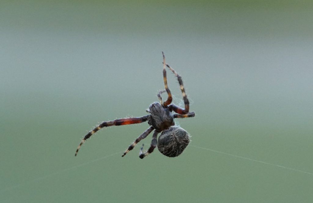 a spotted orbweaver