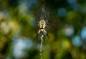 orbweaver in center of her web