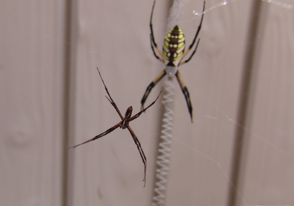 male spider
