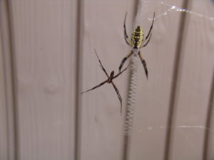 male argiope spider