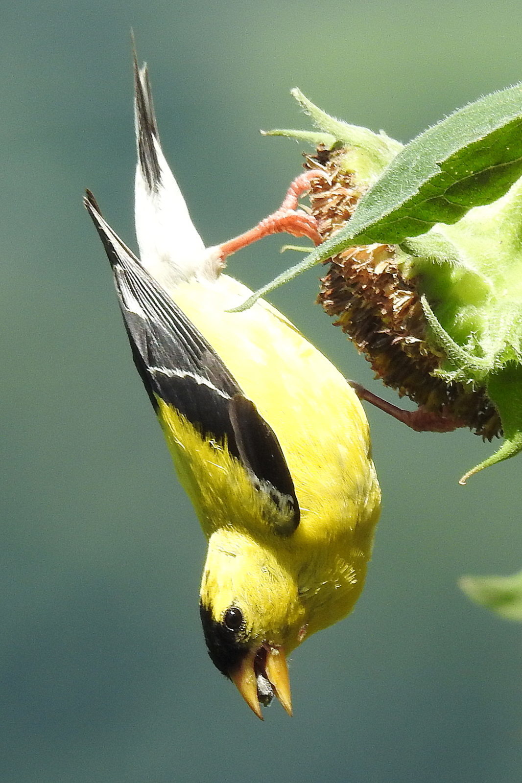 Goldfinch enjoying seed from a sunflower. - Planters Place