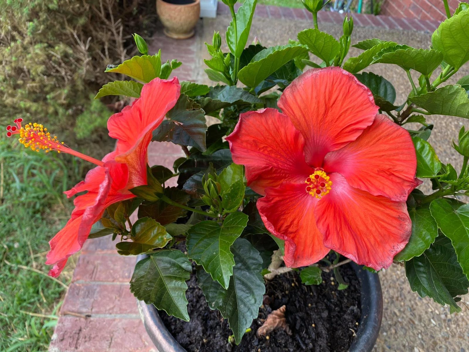 My Beautiful Hibiscus Plant Planters Place