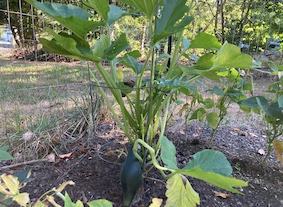 zucchini growing in a tomato cage
