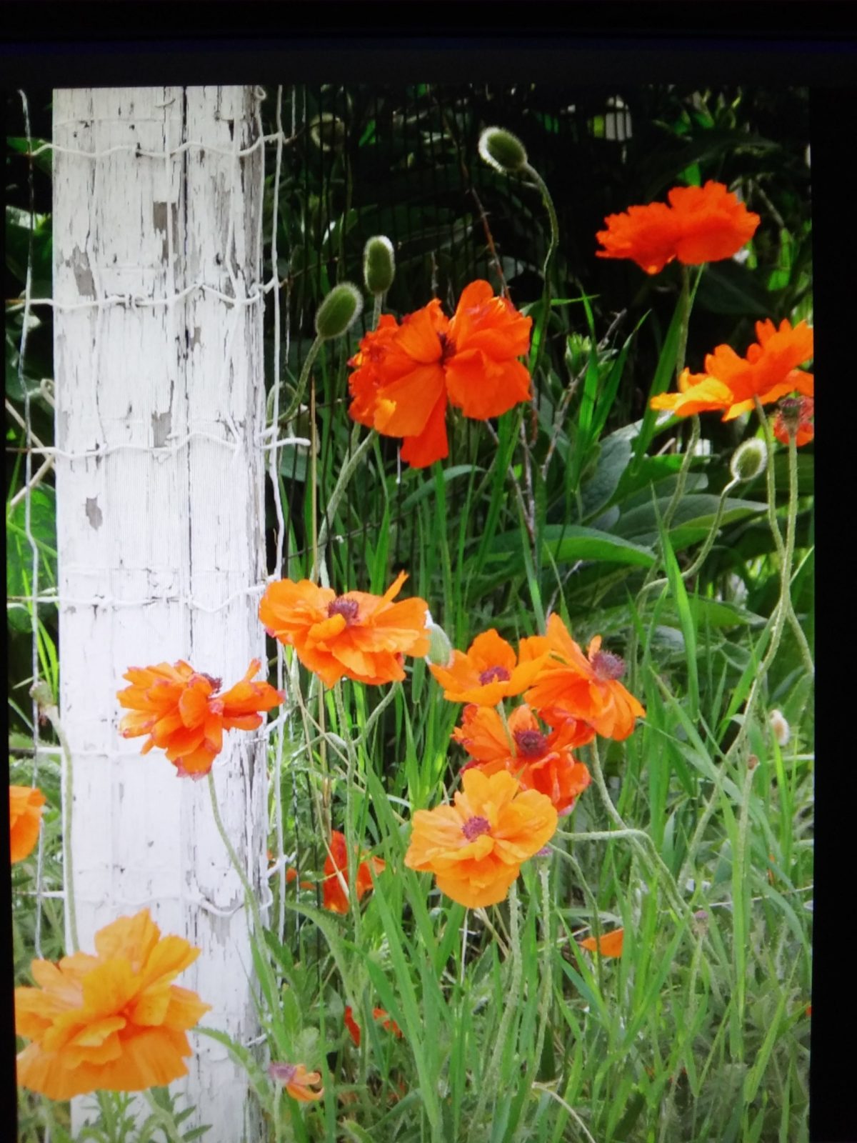 Orange Poppies. - Planters Place